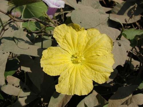 Luffa aegyptiaca - kuva 1