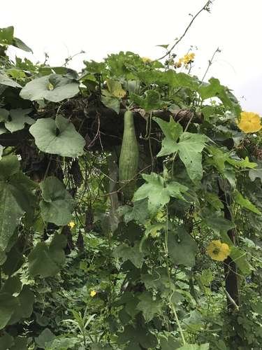 Luffa aegyptiaca - kuva 2