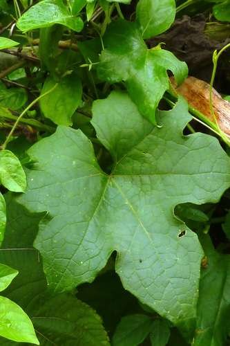 Luffa aegyptiaca - kuva 3