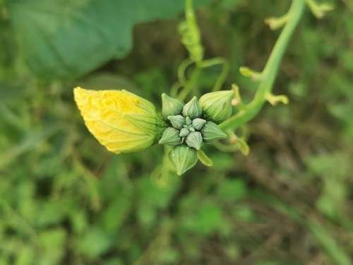 Luffa aegyptiaca - kuva 4
