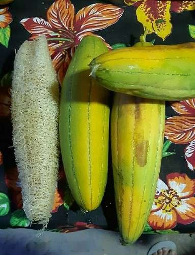 Luffa aegyptiaca - kuva 5