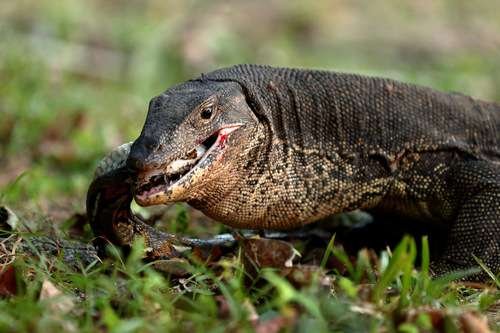 Varanus salvator - kuva 1