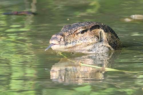 Varanus salvator - kuva 2