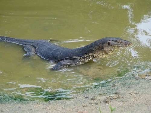 Varanus salvator - kuva 3