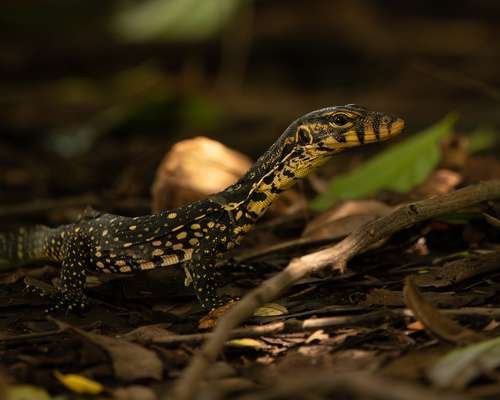 Varanus salvator - kuva 4