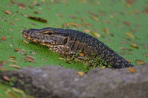 Varanus salvator - kuva 5