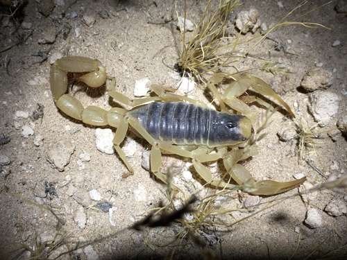 Hadrurus arizonensis - kuva 1
