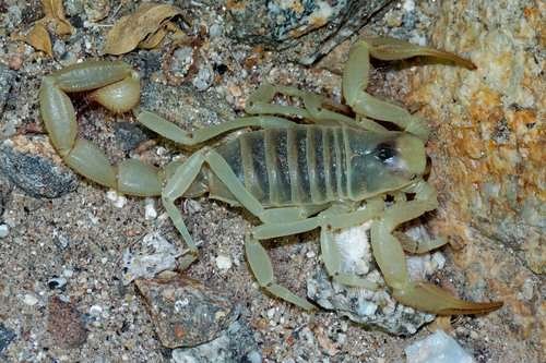 Hadrurus arizonensis - kuva 2