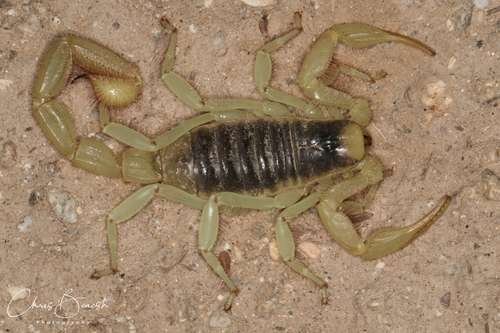 Hadrurus arizonensis - kuva 3