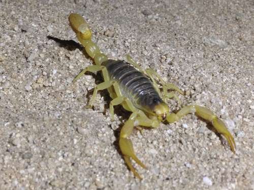 Hadrurus arizonensis - kuva 4
