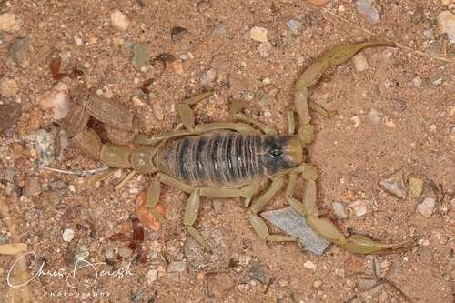 Hadrurus arizonensis - kuva 5