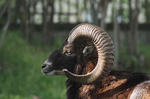 Ovis aries - kuva 2