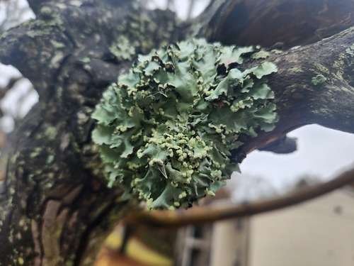 Parmotrema perlatum - kuva 1