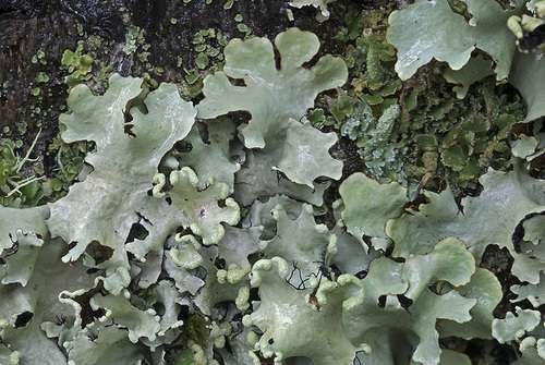 Parmotrema perlatum - kuva 2
