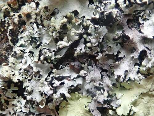 Parmotrema perlatum - kuva 3