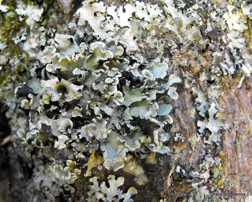 Parmotrema perlatum - kuva 4
