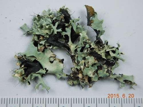 Parmotrema perlatum - kuva 5