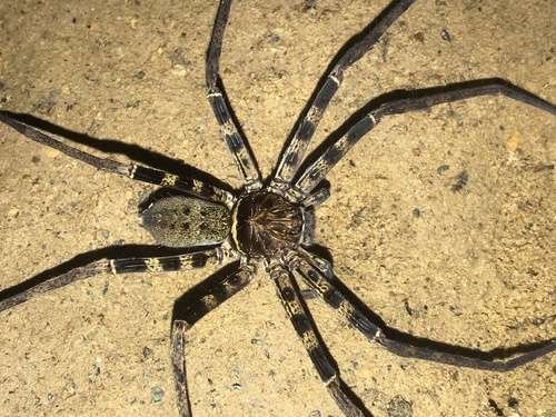 Heteropoda maxima - kuva 1