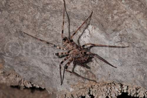 Heteropoda maxima - kuva 2