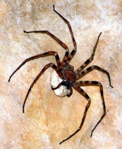 Heteropoda maxima - kuva 3