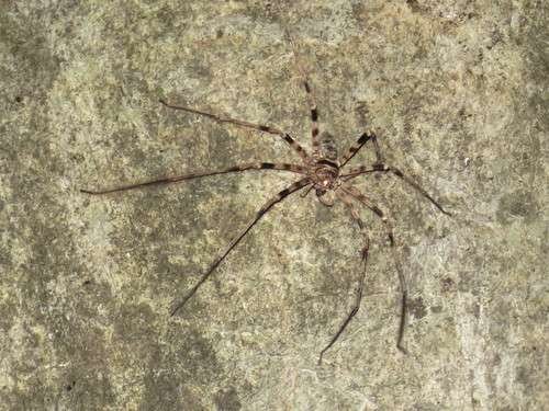 Heteropoda maxima - kuva 4
