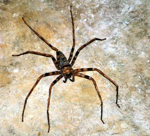 Heteropoda maxima - kuva 5