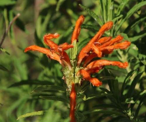 Leonotis leonurus - kuva 1
