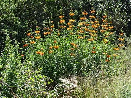 Leonotis leonurus - kuva 2