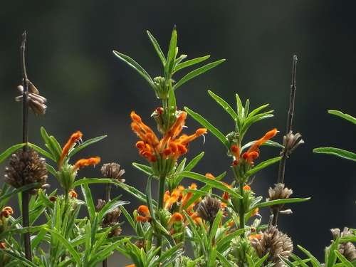 Leonotis leonurus - kuva 3