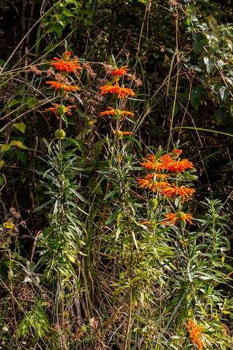 Leonotis leonurus - kuva 4