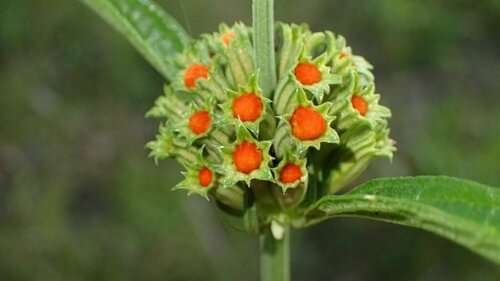 Leonotis leonurus - kuva 5