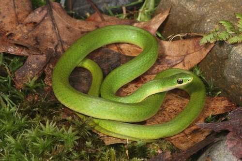 Opheodrys vernalis - kuva 1