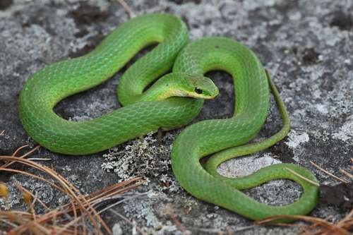 Opheodrys vernalis - kuva 2