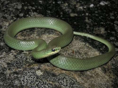 Opheodrys vernalis - kuva 4