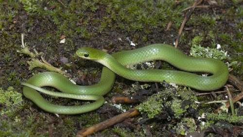 Opheodrys vernalis - kuva 5
