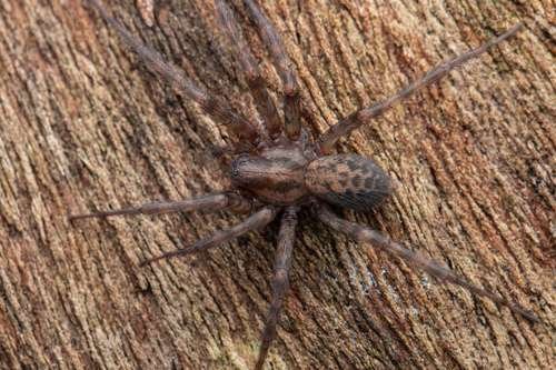 Tegenaria domestica - kuva 1