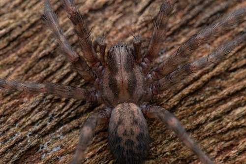 Tegenaria domestica - kuva 2