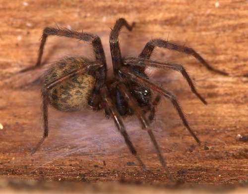 Tegenaria domestica - kuva 3