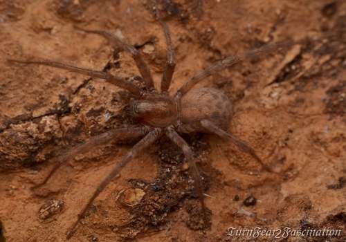 Tegenaria domestica - kuva 4
