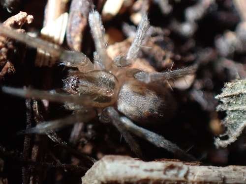 Tegenaria domestica - kuva 5