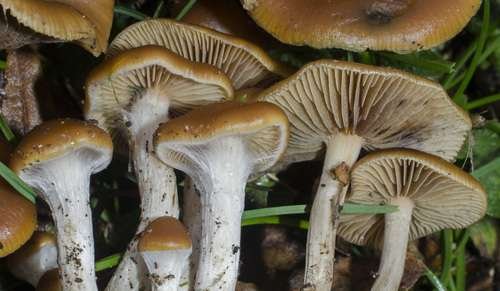 Psilocybe cyanescens - kuva 1