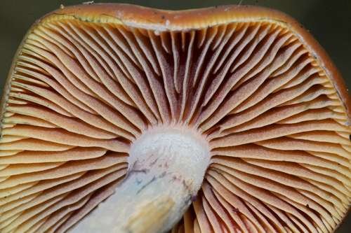 Psilocybe cyanescens - kuva 3