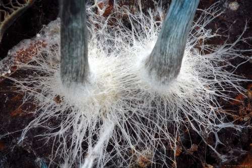 Psilocybe cyanescens - kuva 4