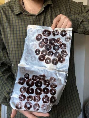 Psilocybe cyanescens - kuva 5