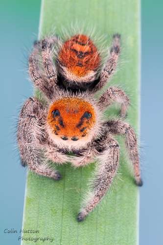 Phidippus regius - kuva 1
