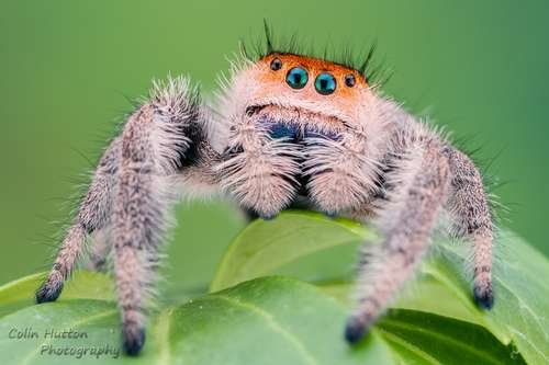 Phidippus regius - kuva 2
