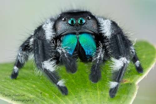 Phidippus regius - kuva 3