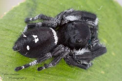 Phidippus regius - kuva 4