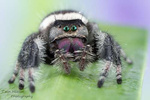 Phidippus regius - kuva 5