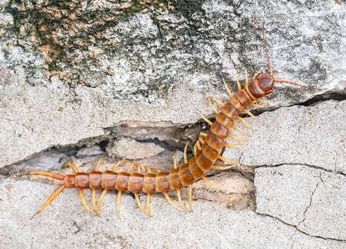 Scolopendra gigantea - kuva 1